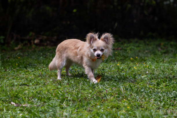 cucciolo di chihuahua di pomerania mix foglie da masticare - long haired chihuahua mixed breed dog purebred dog long hair foto e immagini stock