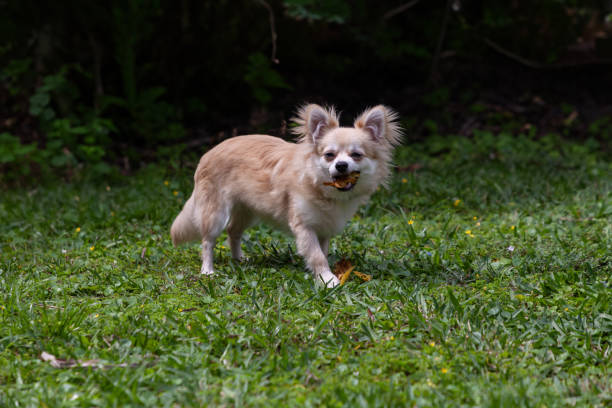 cucciolo di chihuahua di pomerania mix foglie da masticare - long haired chihuahua mixed breed dog purebred dog long hair foto e immagini stock