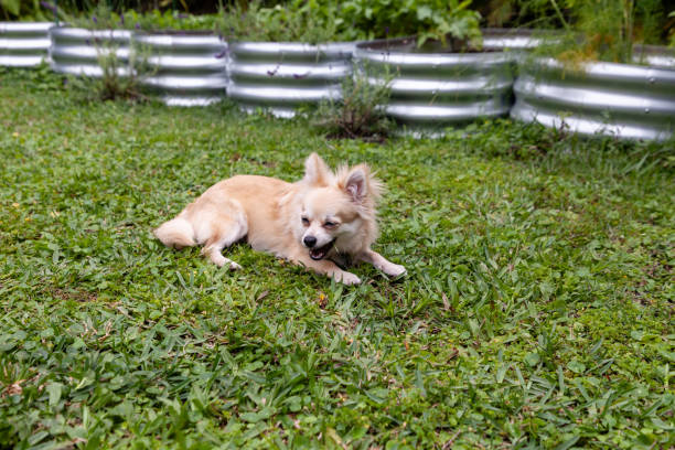 cachorro de pomerania chihuahua mezcla de hojas masticables - long haired chihuahua mixed breed dog purebred dog long hair fotografías e imágenes de stock