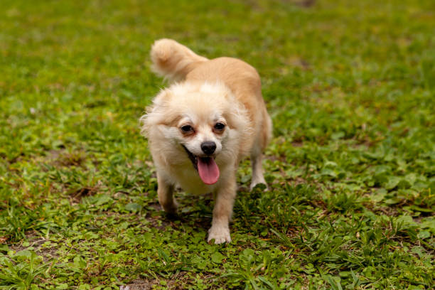 funny pomeranian chihuahua mix playing in a green yard - long haired chihuahua mixed breed dog purebred dog long hair fotografías e imágenes de stock