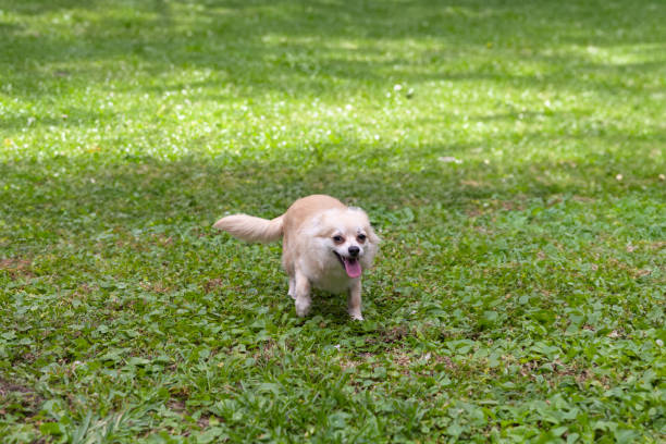 divertida mezcla de pomerania y chihuahua jugando en un patio verde - long haired chihuahua mixed breed dog purebred dog long hair fotografías e imágenes de stock