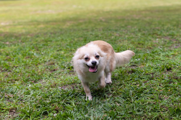 divertente mix di chihuahua di pomerania che gioca in un cortile verde - long haired chihuahua mixed breed dog purebred dog long hair foto e immagini stock