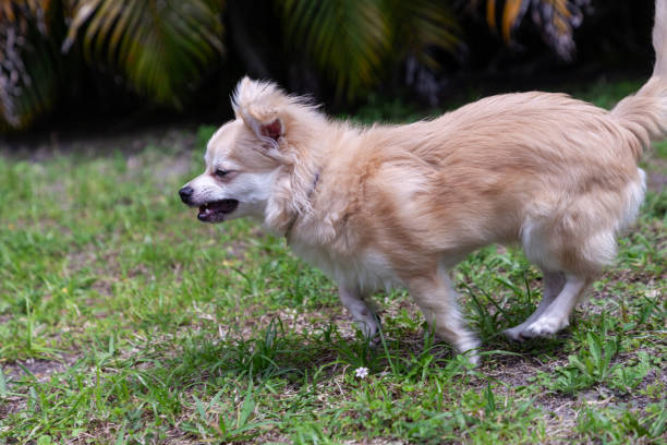 jugando a la mezcla de pomerania y chihuahua - long haired chihuahua mixed breed dog purebred dog long hair fotografías e imágenes de stock