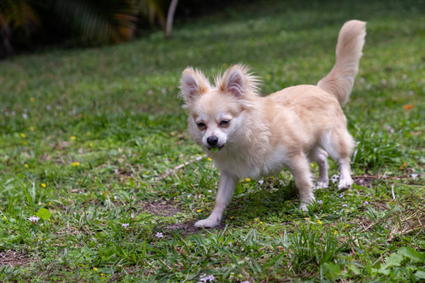 istock Running Pomeranian Chihuahua mix playing 2061859060