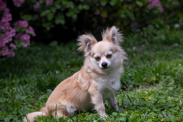 mezcla de chihuahua pomerania sentada en un patio verde - long haired chihuahua mixed breed dog purebred dog long hair fotografías e imágenes de stock