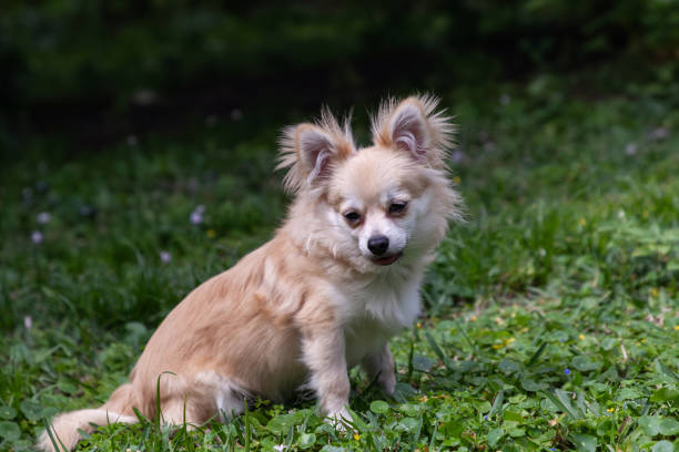 sitting pomeranian chihuahua mix in a green yard - long haired chihuahua mixed breed dog purebred dog long hair fotografías e imágenes de stock