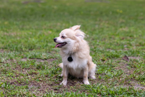 smiling pomeranian chihuahua mix in un cortile verde - long haired chihuahua mixed breed dog purebred dog long hair foto e immagini stock