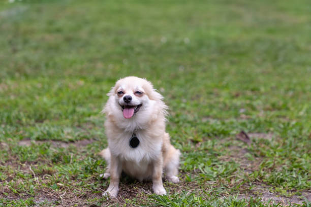 smiling pomeranian chihuahua mix in un cortile verde - long haired chihuahua mixed breed dog purebred dog long hair foto e immagini stock