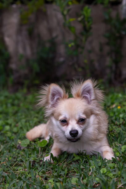 mezcla sonriente de chihuahua pomerania en un patio verde - long haired chihuahua mixed breed dog purebred dog long hair fotografías e imágenes de stock