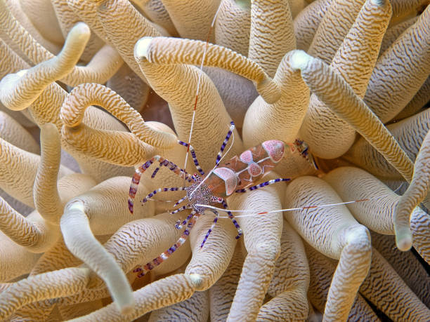 istock spotted cleaner shrimp ,Periclimenes yucatanicus, 2061866770