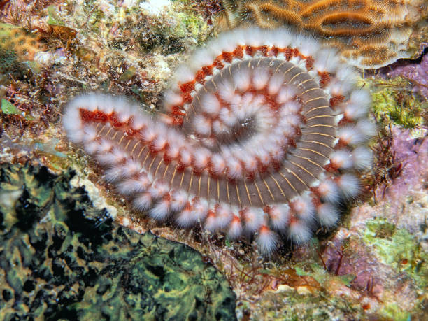 Hermodice carunculata, the bearded fireworm, is a type of marine bristleworm belonging to the Amphinomidae family