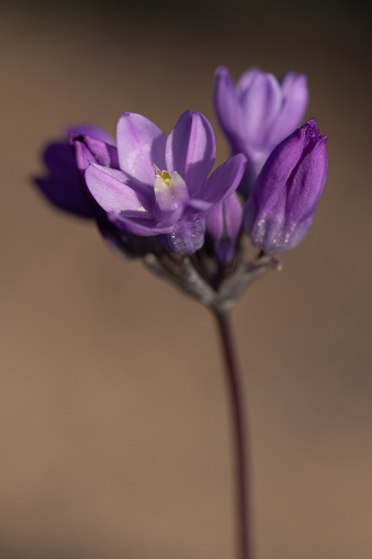 Wilde Hyacinth - Sonoran Desert wildflower