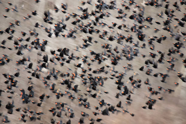 istock Flock of red-winged blackbirds 2061872228