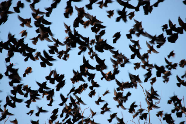 Parliament of rooks (crow family) gathering  in winter. Flock of birds against a moody sky - as if in a horror movie.
