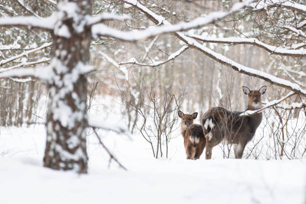 Sika deer, doe and fawn in the winter forest