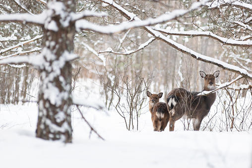 Sika deer, doe and fawn in the winter forest landscape