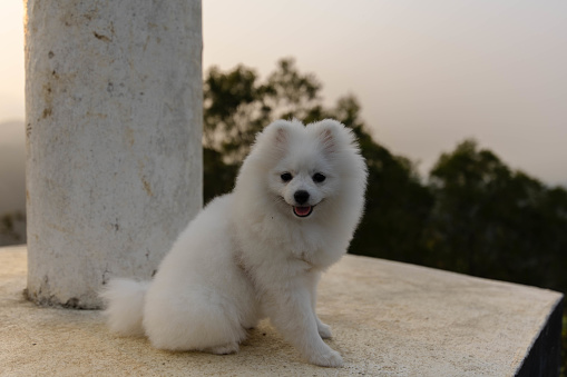 A happy smiley white pomeranian puppy dog with the puppy uglies on a day out in the countryside