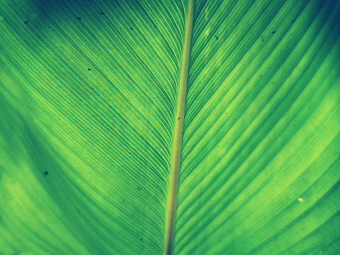 Green leaf background textures ecology garden on tropical rain forest jungle banana leaves palm tree. Greenery bright nature abstract pattern design element. Green eco environment system concept.