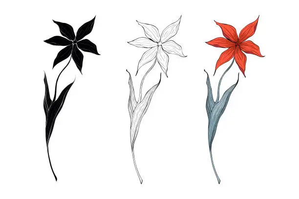 Vector illustration of Spring flower three options, Botanical decoration