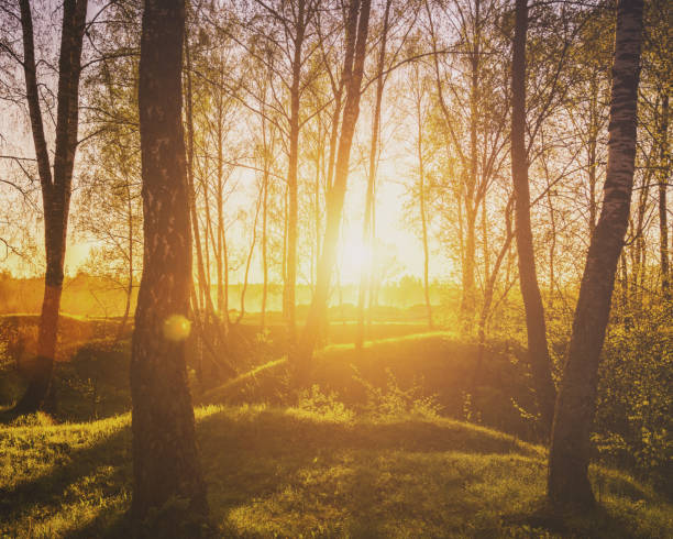 istock Sunset or sunrise in a spring birch forest with bright young foliage glowing in the rays of the sun and shadows from trees. Vintage film aesthetic. Springtime landscape. 2061890986