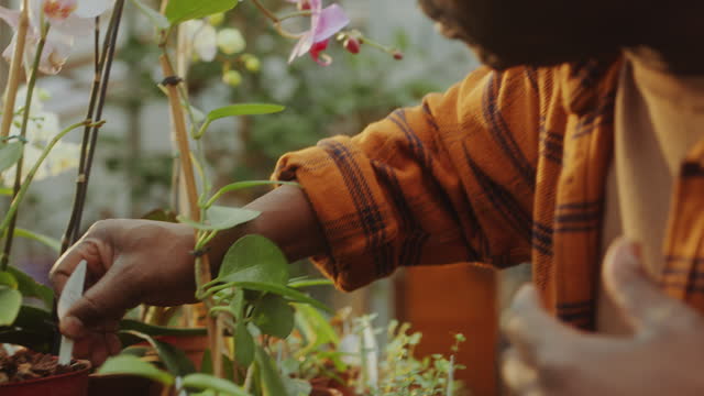 Senior Black Man Taking Care of Orchids Growing in Greenhouse
