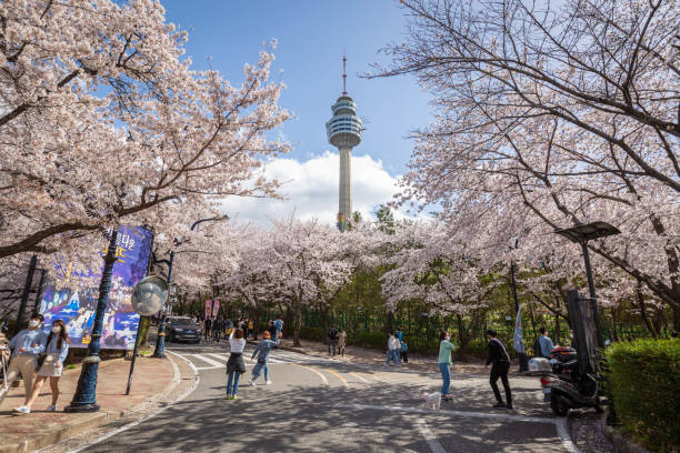 Cherry blossoms blooming in spring at E-World 83 Tower a popular tourist destination. in Daegu,South Korea. Daegu, South Korea - March 28, 2021: Cherry blossoms blooming in spring at E-World 83 Tower a popular tourist destination. in Daegu,South Korea. aerial view of seoul south korea capital city stock pictures, royalty-free photos & images