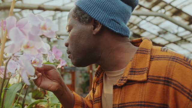 Greenhouse Worker Enjoying Smell of Blooming Orchids