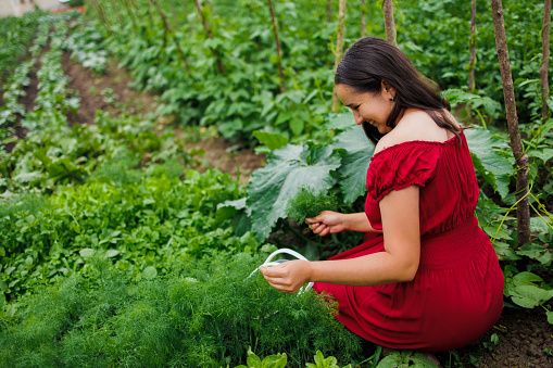 A woman with a smile in a red dress collects lettuce, arugula, dill, cilantro, parsley in the garden. Growing organic greens and herbs for cooking. Concept of healthy eating