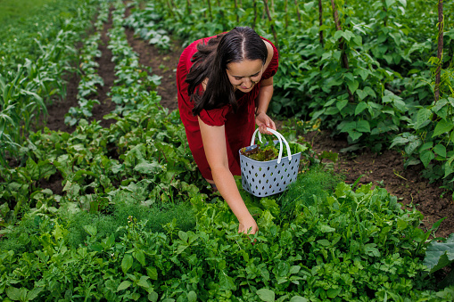 A woman in a red dress collects lettuce leaves, arugula, dill, cilantro, parsley in the garden. Growing organic greens and herbs for cooking. Concept of healthy eating