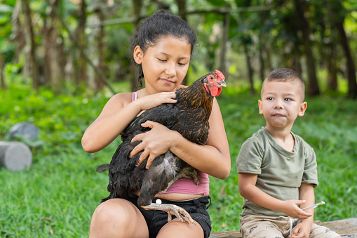 latina brunette girl holding a black hen in her hands while caressing it with her little brother sitting next to her.