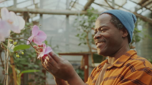 Senior Man Smelling Blooming Orchids and Smiling in Flower Greenhouse