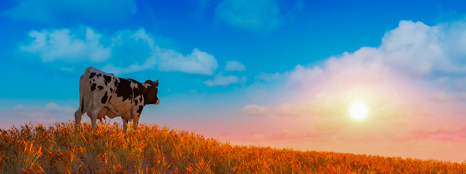 A solitary cow stands atop a ridge, gazing into the distance as the setting sun casts a warm glow over the amber field, evoking a peaceful rural scene.