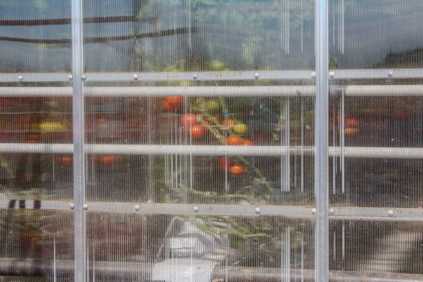 Transparent plastic and metal frame of a greenhouse buildings, showing tomatoes growing on the inside.  They are at various stages of ripeness.  The clear windows are rectangular, and the metal has grommets. Lethbridge, Alberta