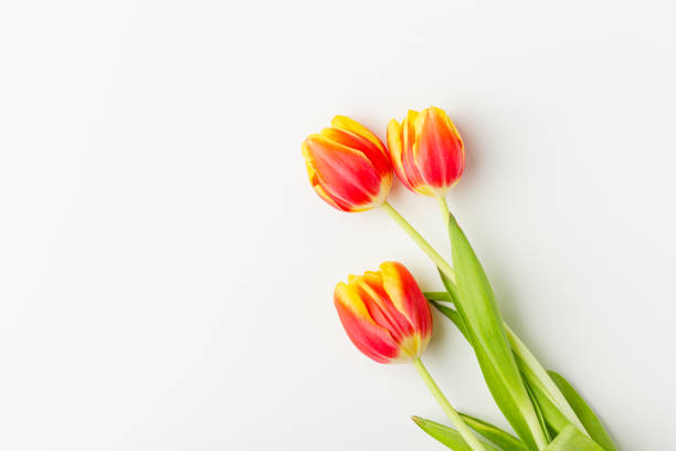 istock Red and yellow tulips on white background with copy space. 2061934408