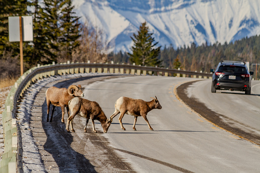 Bull moose walking in front of car on rural road in Colorado.