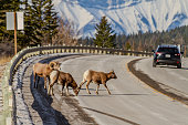 Three Bighorn sheep, including a ram on a road in winter mountains, with a car driving away from them.