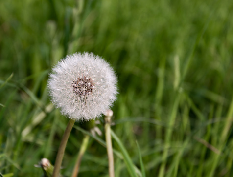 White dandelion on blurred green grass background, close-up with copy space