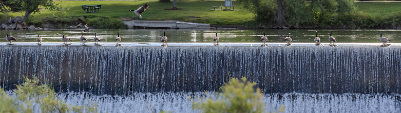 Photo 15 Canadian Geese on the Diversion Dam.  This is part of the Snake River at the North Idaho Falls Greenbelt.  Showing 13 geese on the top of the dam (mostly facing away) and two others landing.  Seats and picnic table on the far side of the river.