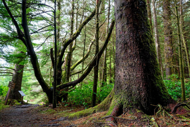 istock Sitka spruce tree, Port Renfrew, BC Canada 2061950388
