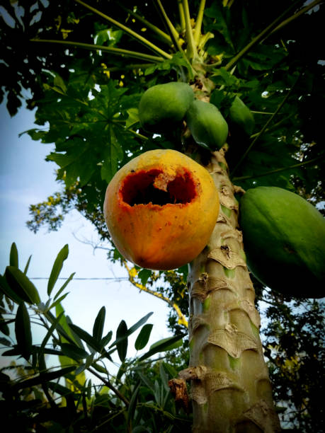 ripe papaya fruit on the tree eaten by bats