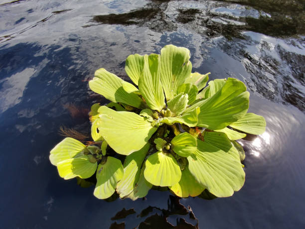 водяной салат плавает на ручье фишединг крик, флорида. - water lettuce plant water plant water стоковые фото и изображения