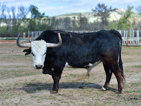 Strong spanish bull with white head