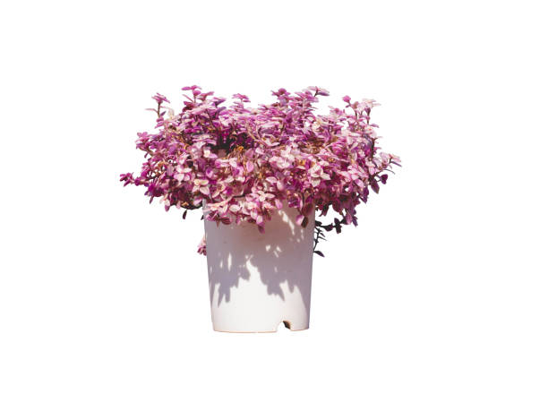flower pot of pink Azalea (Rhododendron) on isolated white background