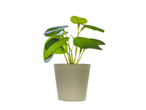 istock Pot with a Small Plant and Leaves 2062009656
