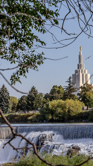 Photo of Diversion Dam on the Snake River at the North Idaho Falls Greenbelt.  Showing the Idaho Falls Mormon/Later Day Saint’s Temple and the falls through tree branches.  There is one Canadian Goose flying near the steeple of the temple.