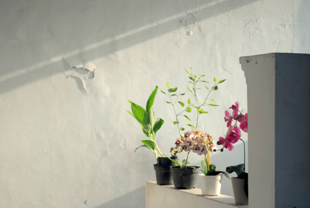 istock Simple potted plants at home. 2062044851