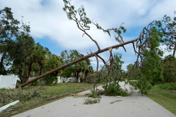 istock Fallen down big tree on power and communication lines after hurricane in Florida. Consequences of natural disaster 2062045956