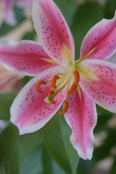istock Lily flower in nature 2062065273