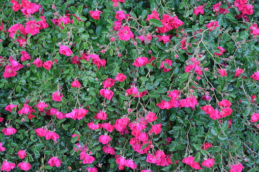 Mountain wild rose bush. Rosa pendulina. Rosa alpina
