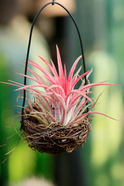 istock Pink Sky Plant in Hanging Basket Close-up 2062074813